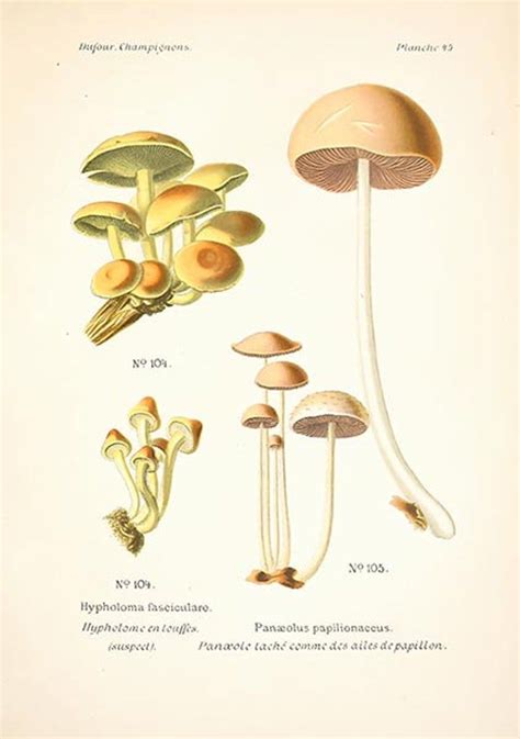 Atlas Of Edible And Poisonous Mushrooms 191 Mushrooms Etsy Floral