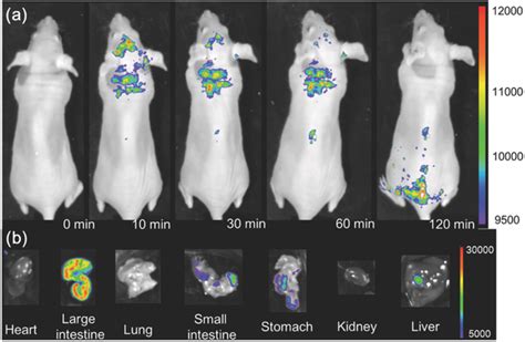 A In Vivo Fluorescence Imaging Of Nude Mice After Intravenous