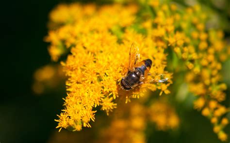 A honey bee visits 50 to 100 flowers during a collection trip. Honey Bee, Flowers, Macro wallpaper | animals | Wallpaper ...