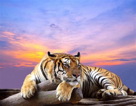 859092 4K Big Cats Tigers Paws Rare Gallery HD Wallpapers