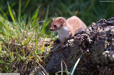 Stoat Ermine Short Tailed Weasel Facts Pictures