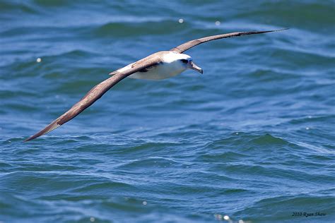 Westport Seabirds All Day Pelagic Bird Watching Trips To See Black