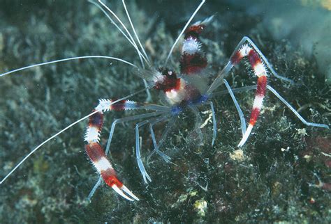 Banded Boxer Shrimp Photograph By Matthew Oldfield Science Photo Library