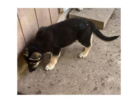 1 Sable Female And 1 Blackandtan Male German Shepherds Dallas Puppies For Sale Near Me