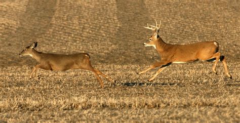 White Tailed Deer Buck And Doe