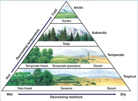 Biome Chart Biomes Environmental Science Teaching Biology