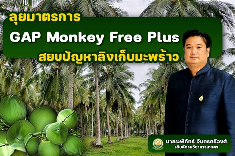 กรมวิชาการเกษตร เตรียมลุยมาตรการ GAP Monkey Free Plus สยบปัญหาใช้ลิง ...