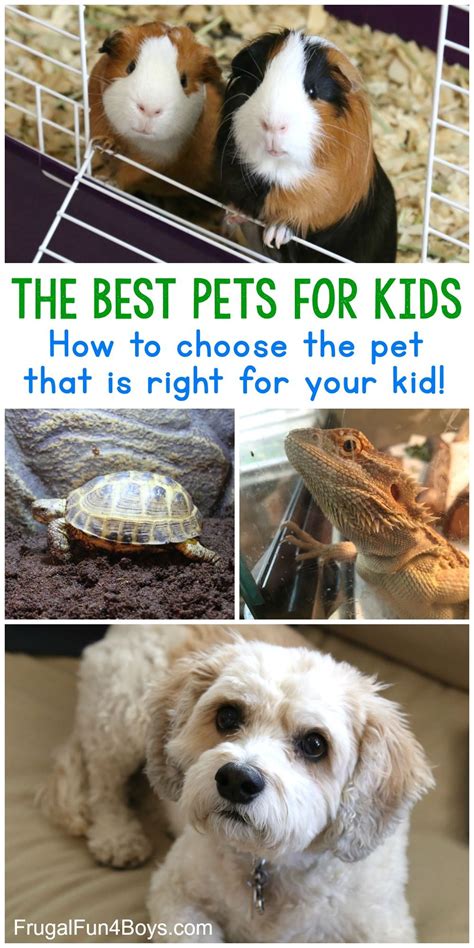In fact, owning a pet has been proven to be extremely beneficial to a lot of people, provided that the pet was a good fit for them. The Best Pets for Kids - Choose the best pet for your ...