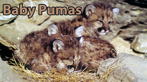 Baby Puma Zoo Babies Youtube