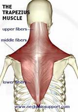 Muscle Knot Exercise Images