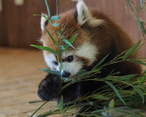 Now we need your help again to stop the development of an otter cafe on bali. Red panda at the Adventure World in Wakayama prefecture ...