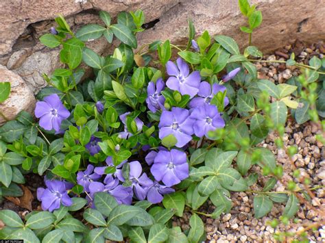 Periwinkle Color Periwinkle Is Both A Flower And A Color Ground