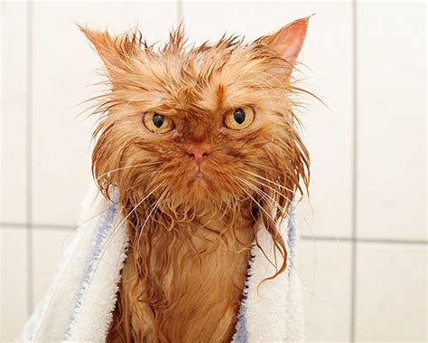 22 Awesomely Funny Pictures Of Wet Cats
