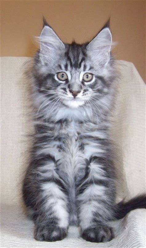We did not find results for: silver blue tabby male maine coon kitten rockoon | Silver ...
