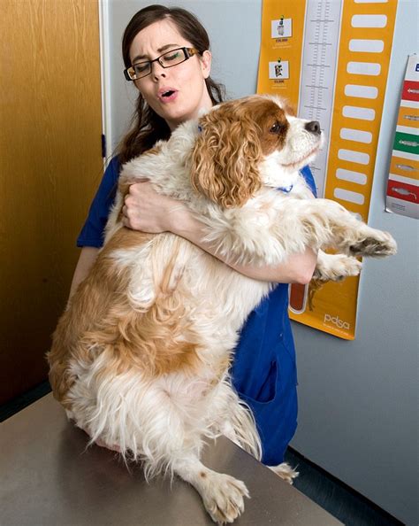 Jacks The Incredible Slimming Spaniel Dog Loses Third Of Its Weight