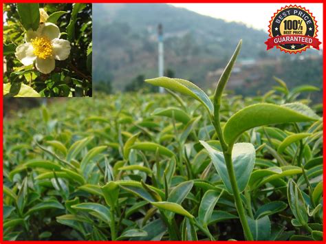 50 Fresh Green Tea Plant Seeds Camellia Sinensis Original Green
