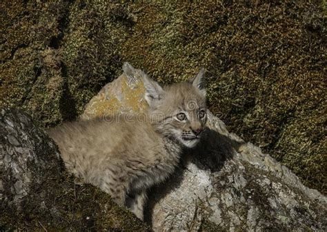 Siberian Lynx Kitten On Rock Stock Photo Image Of Nature Mammal