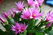 My Easter cactus. After successfully growning Christmas cacti for years ...