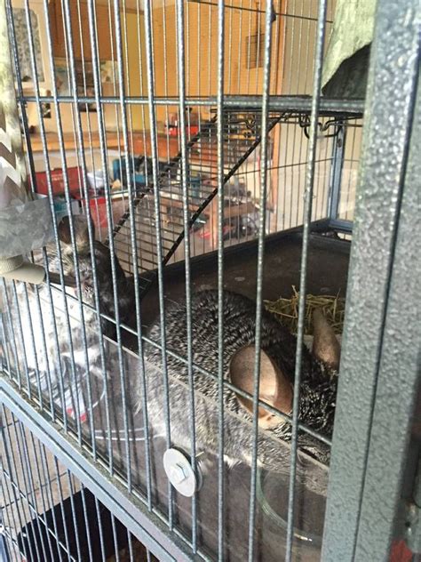 Acrylic Scatter Guards 2 Rat Cage Rat Cage Diy Fur Babies