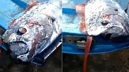 災難前兆？才爆6.9強震 漁民捕獲近「5公尺怪物地震魚」│皇帶魚│智利│墨西哥│TVBS新聞網