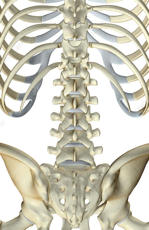 Anatomy Of The Spine Diagram