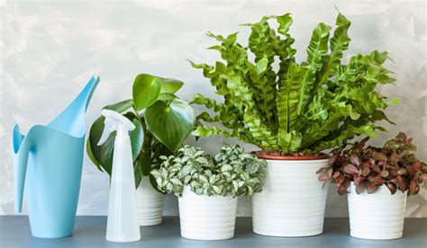 Best Ways To Keep Your Houseplants Healthy How To Care For Houseplants