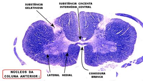 Neuroanat Unicamp