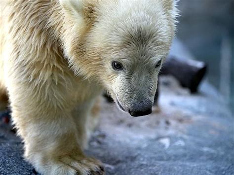 Climate Change That Poses The Largest Threat To Polar Bears Eight Of