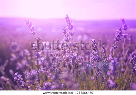Sunset Over Violet Lavender Field Provence Stock Photo Edit Now