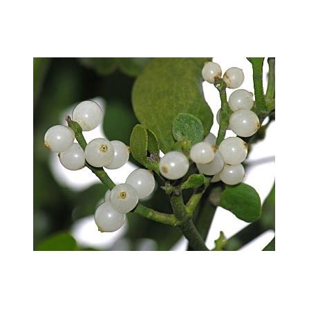 Mistletoe Oil - Bayou Witch Incense | Mistletoe, Toxic ...