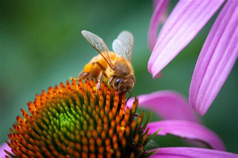 Itap Of A Bee On A Flower Ritookapicture