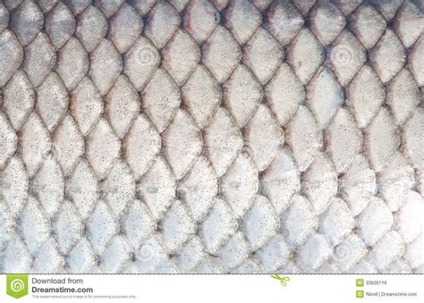 Photo About Texture Of Fish Scales Close Up Image Of Eating Dotted