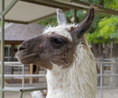 The Beautiful Lama Stock Photo Image Of Hairy Llama 81755388