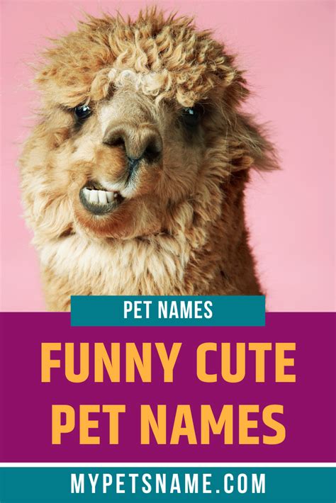 Funny Animal Names 120 Hilarious Side Splitting Unbelievable Names