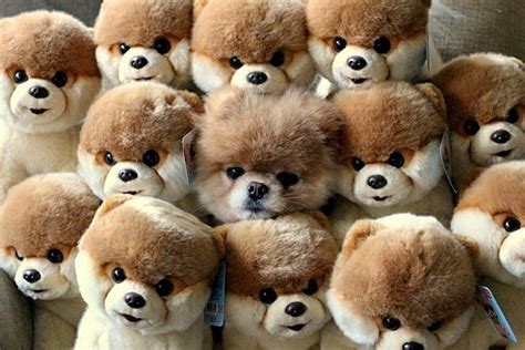 Can You Spot Boo The Dog Among The Stuffed Animals