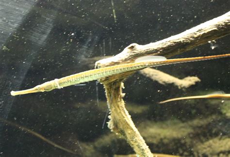 Freshwater Pipefish Zoochat