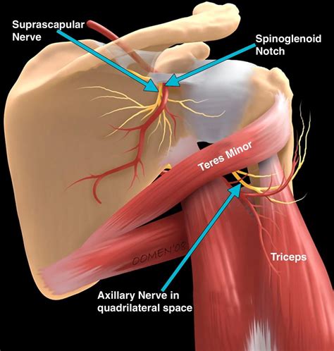 Muscle Anatomy Body Anatomy Trapped Nerve Shoulder Anatomy Nerve