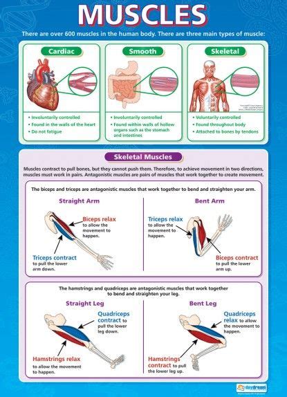Muscles Science Educational School Posters Science Poster Health