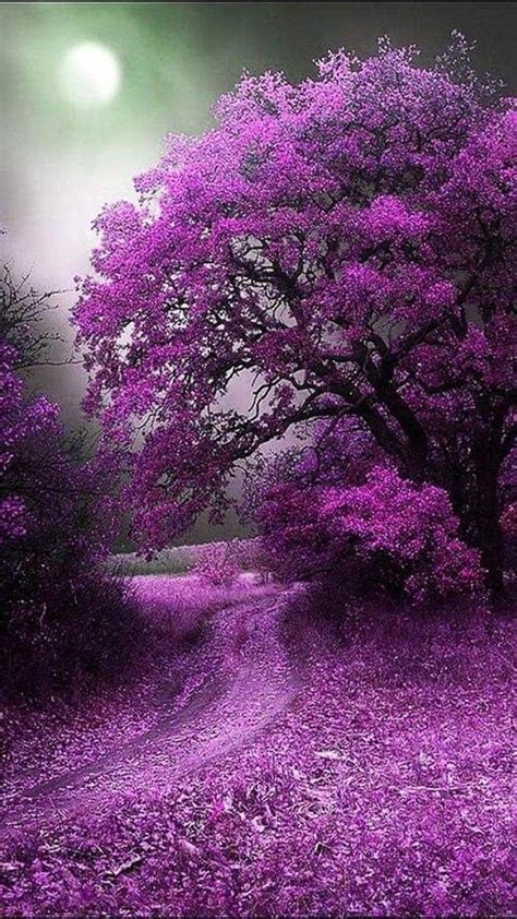 Nature Photography Flowers Tree Photography Beautiful Landscapes