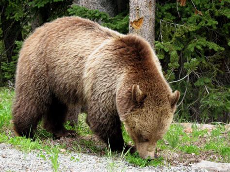 Grizzly Bear Bear Conservation