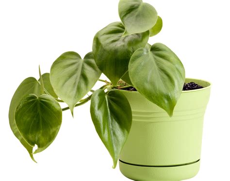 5 Best Plants For Your Office