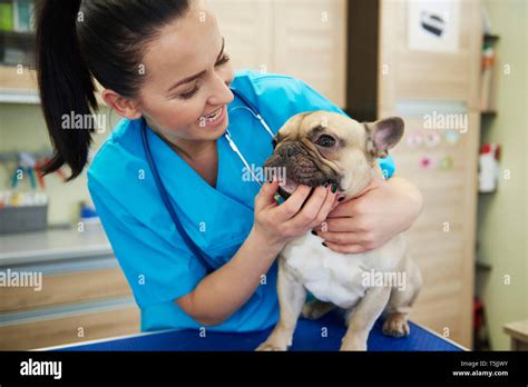 Female Veterinarian Examining Dogs Teeth In Veterinary Surgery Stock