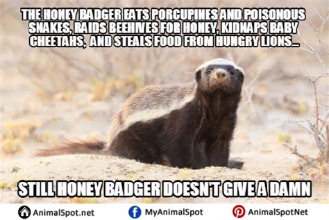Honey Badger Meme