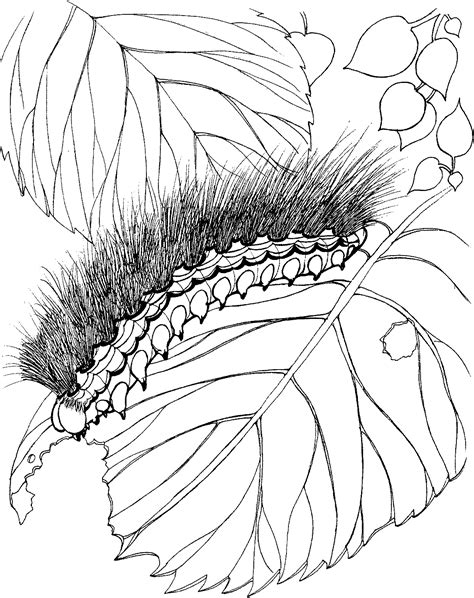 Free Printable Caterpillar Coloring Pages For Kids - Animal Place