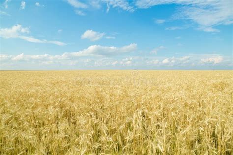 Endless Wheat Field Beautiful Landscape Stock Image Image Of Bread