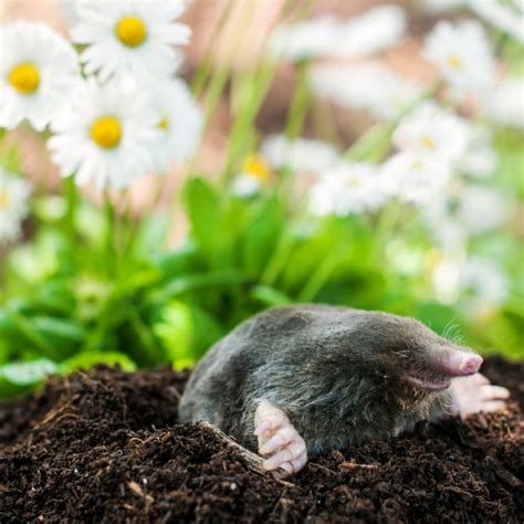 How To Get Rid Of Garden Moles From Your Yard And Garden Gardensall
