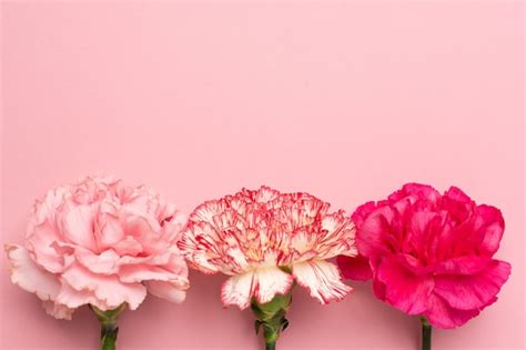 Premium Photo Beautiful Pink Carnation Flowers On Pink Background