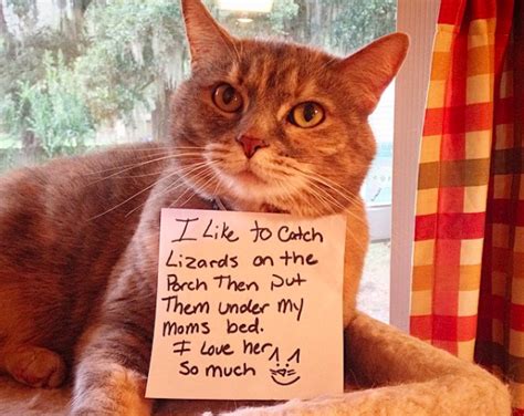 The Meowbox Ultimate Top Ten Cat Shaming List Cat Shaming Caturday