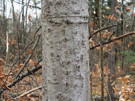 Beech Bark Disease Nature With Us