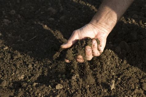 Healthy Soil In 5 Easy Steps Lakewinds Food Co Op